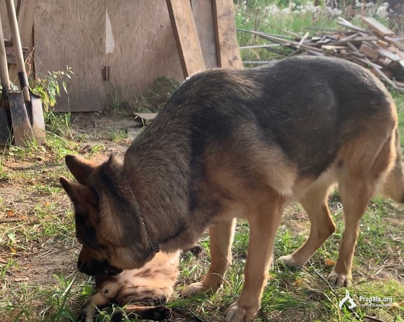 ‼️ПРОПАЛА СОБАКА‼️