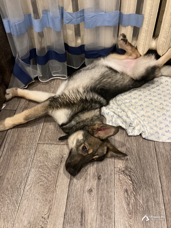 Найдена собака