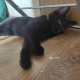 Найден маленький черный кот в ошейнике с колокольчиком!