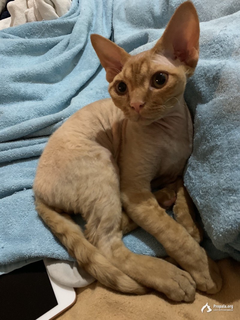 Пропал кот на кубанской набережной