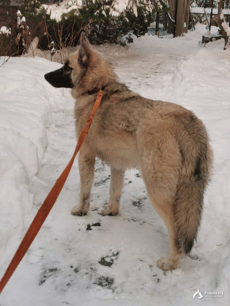 Найден кобель - подросток (щенок)