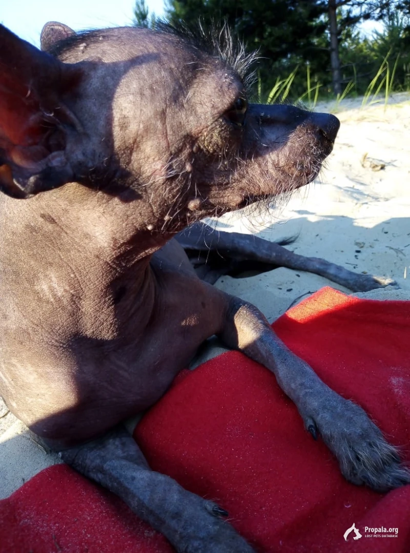 Голая Мексиканская пропала