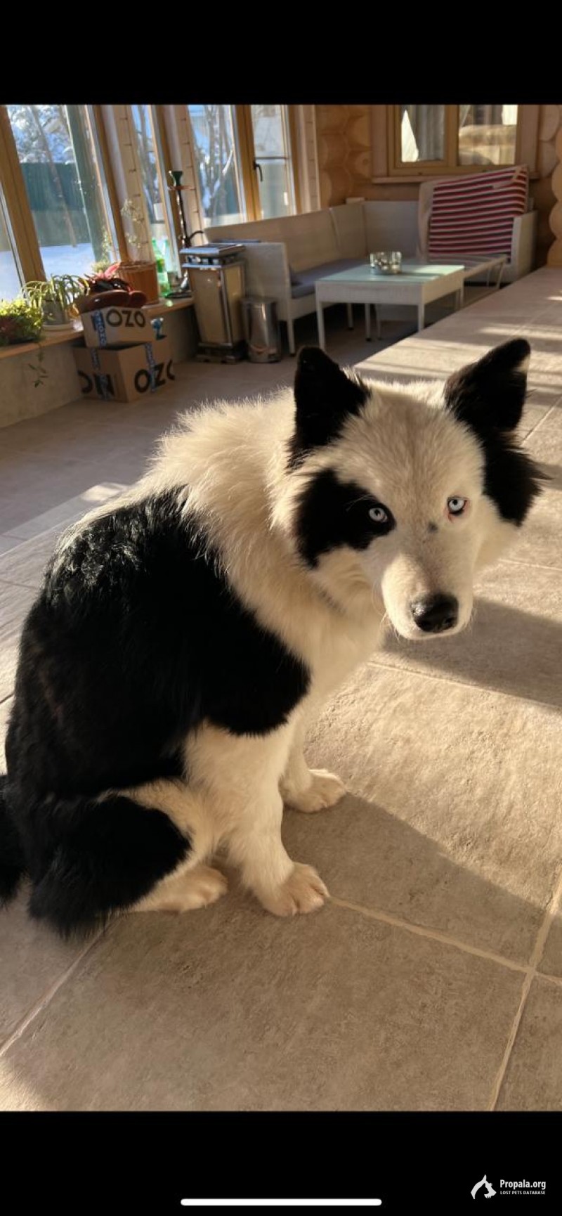 Пропала Якутская лайка