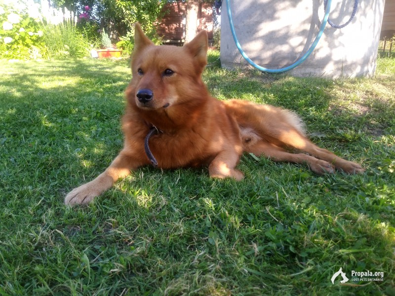 Пропала собака