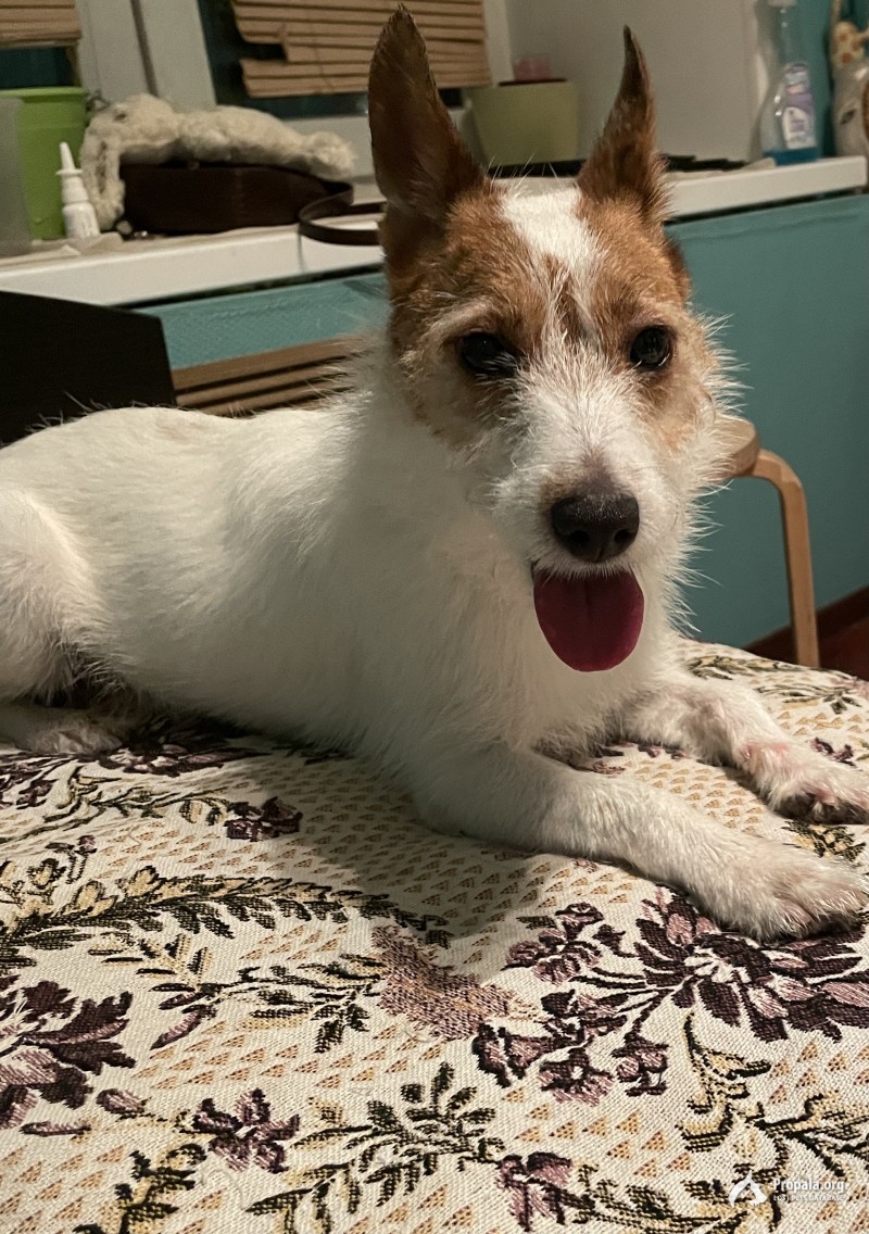 Найдена собака.Похож на джек рассела терьера