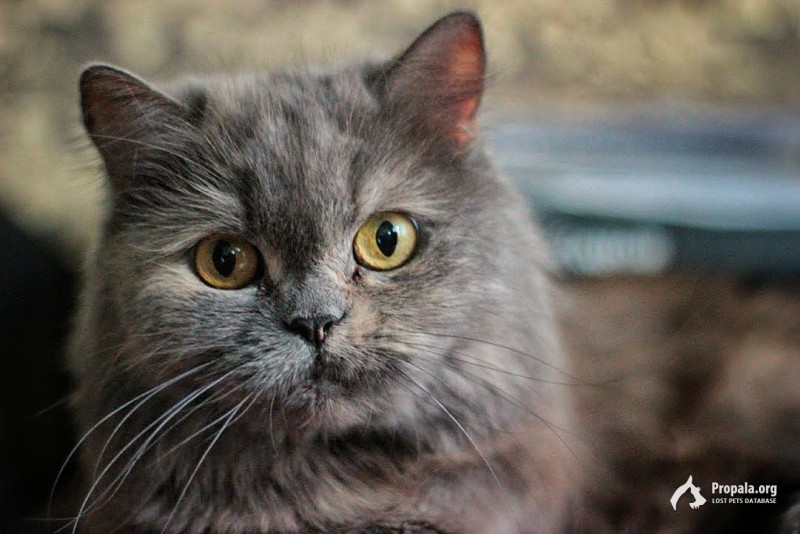 Пропала кошка