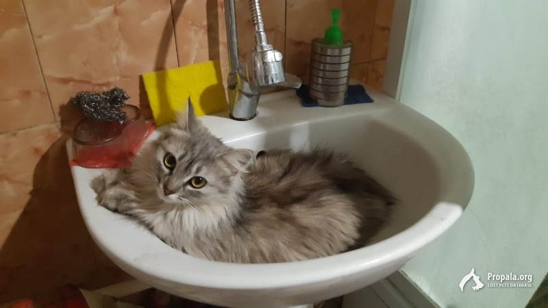 Пропала кошка