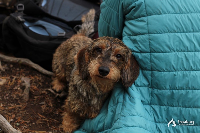 Потерялись 2 таксы на экотропе Лукоморье Лисий нос