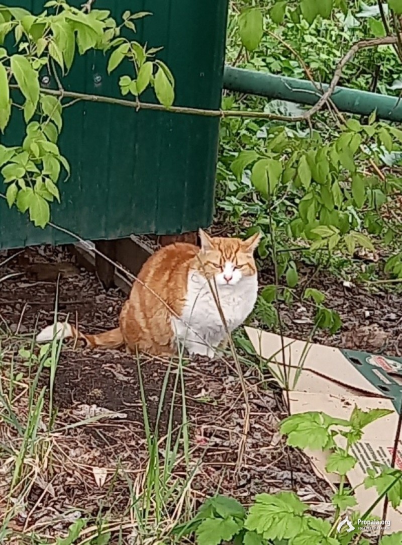 Найден в Крылатском рыже-белый кот