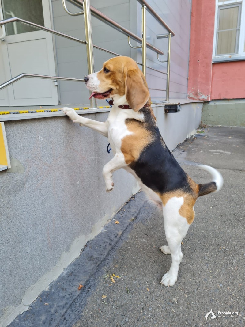 Найдена собака!