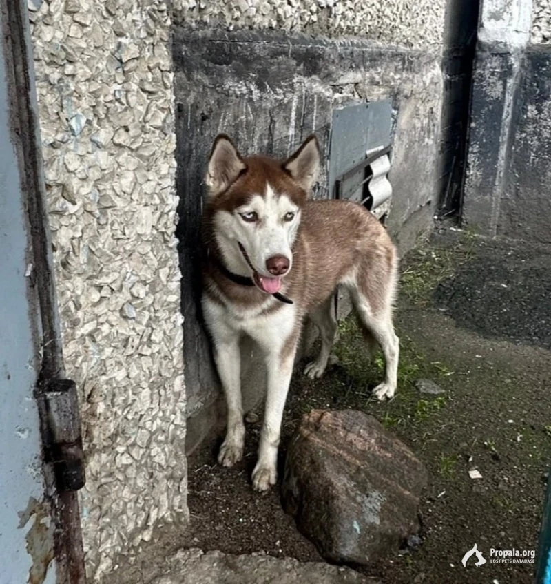 Пропала собака!