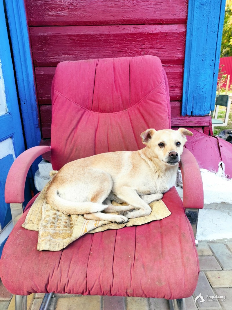 с. Красносвободное пропала собака