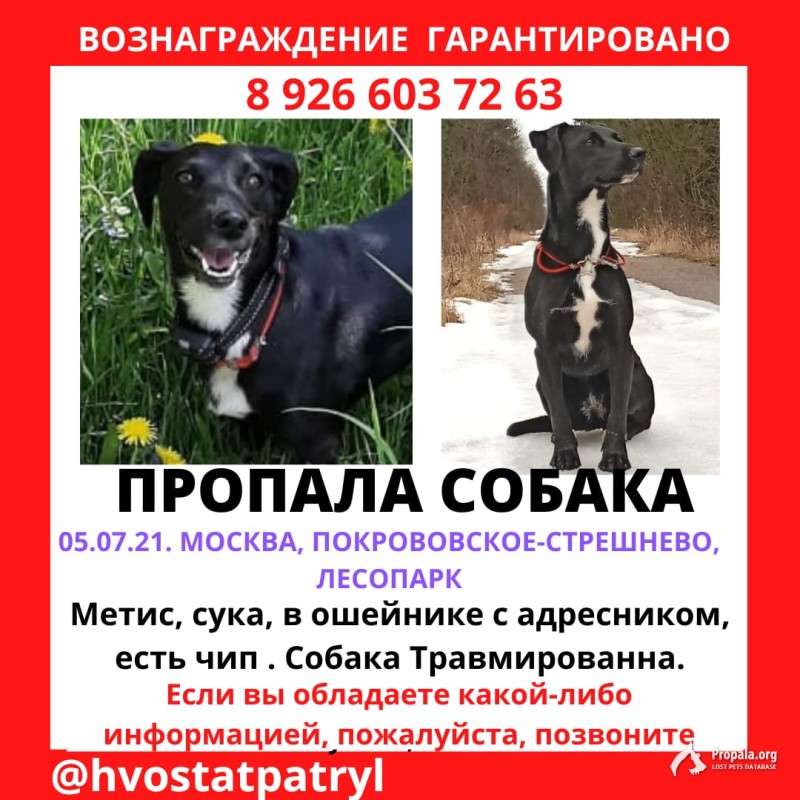 Метис таксы, Москва, Покровское-стрешнево