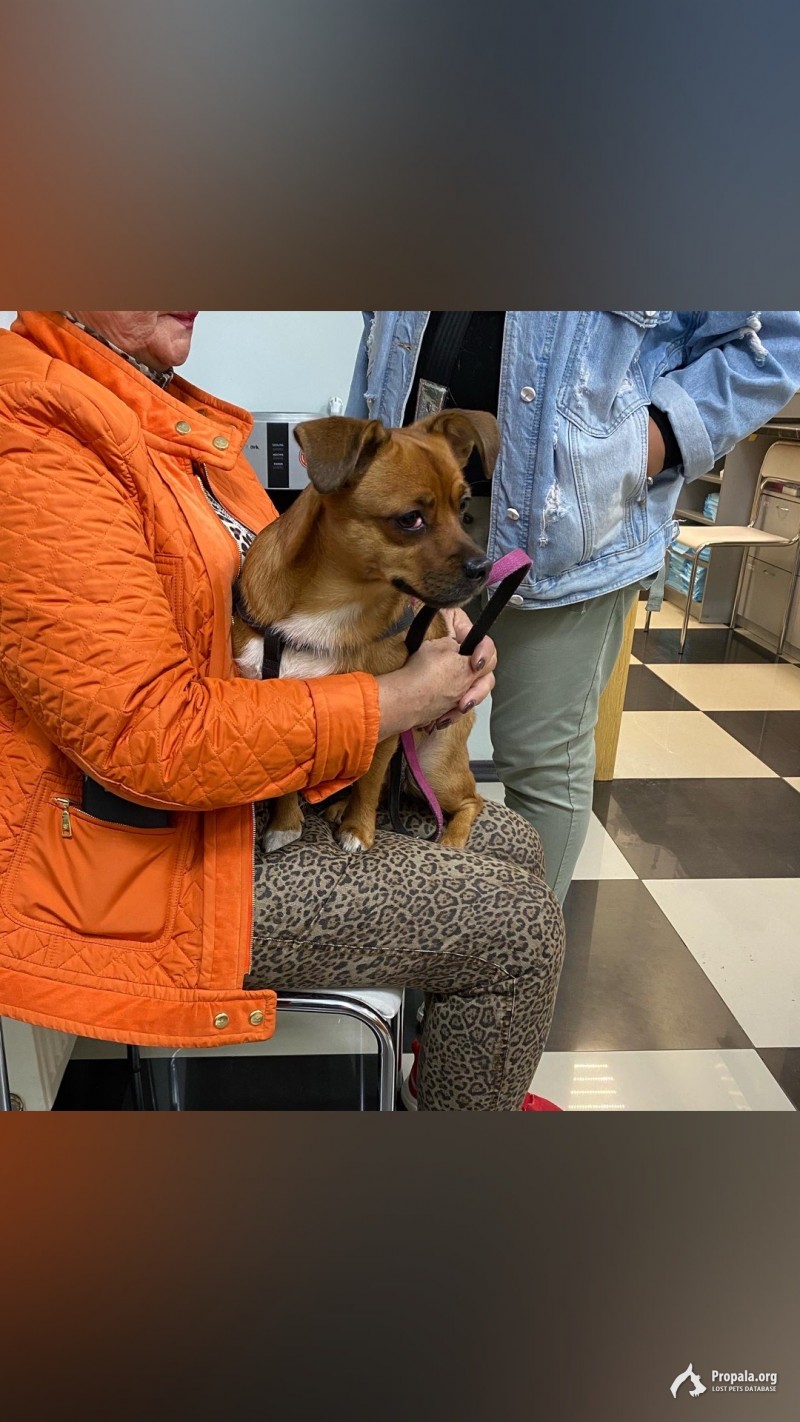 Пропала собака !!!!