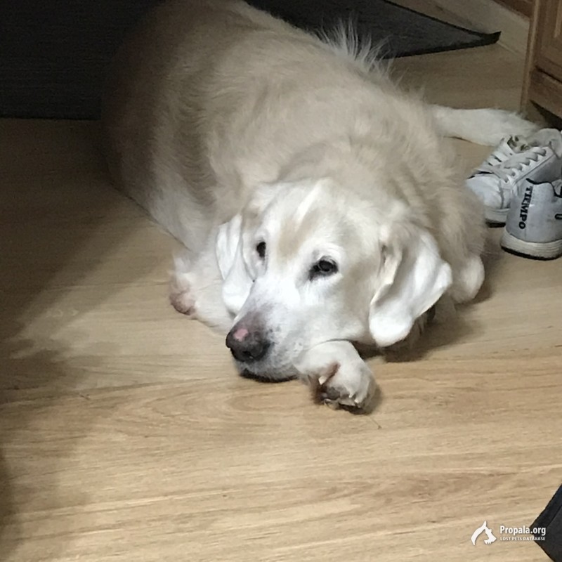 Потерялась собака