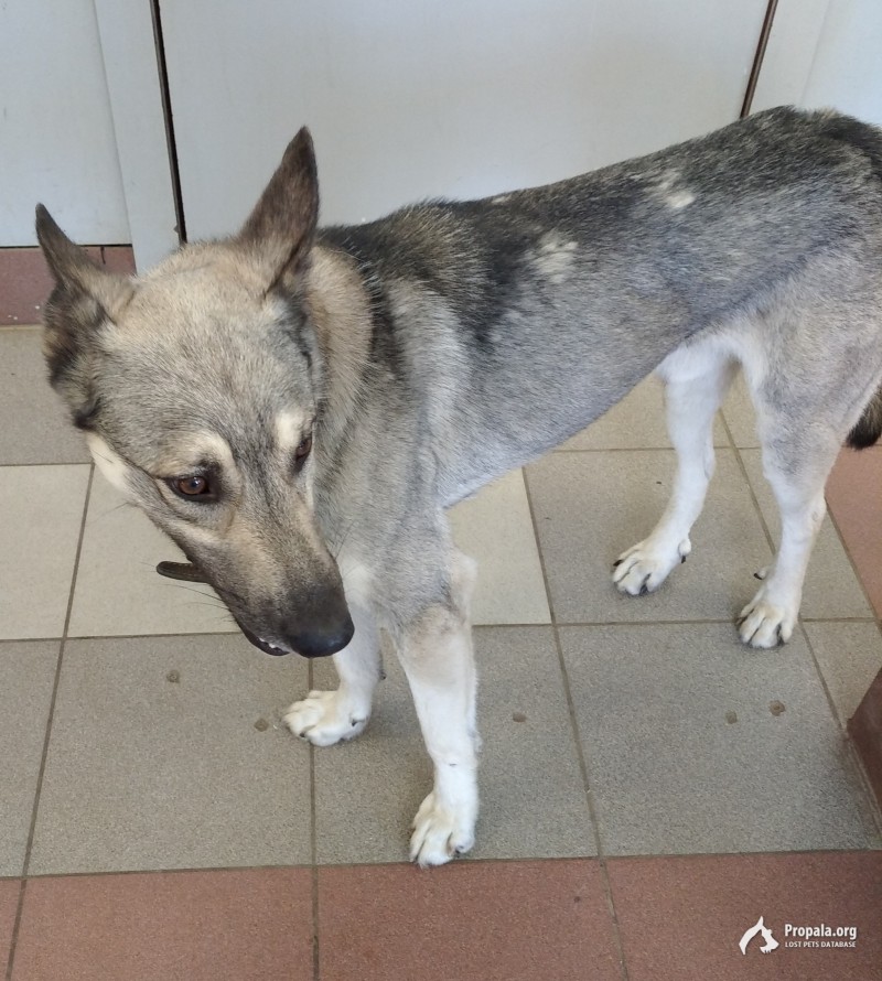 Найдена собака на жд станции Павловский Посад