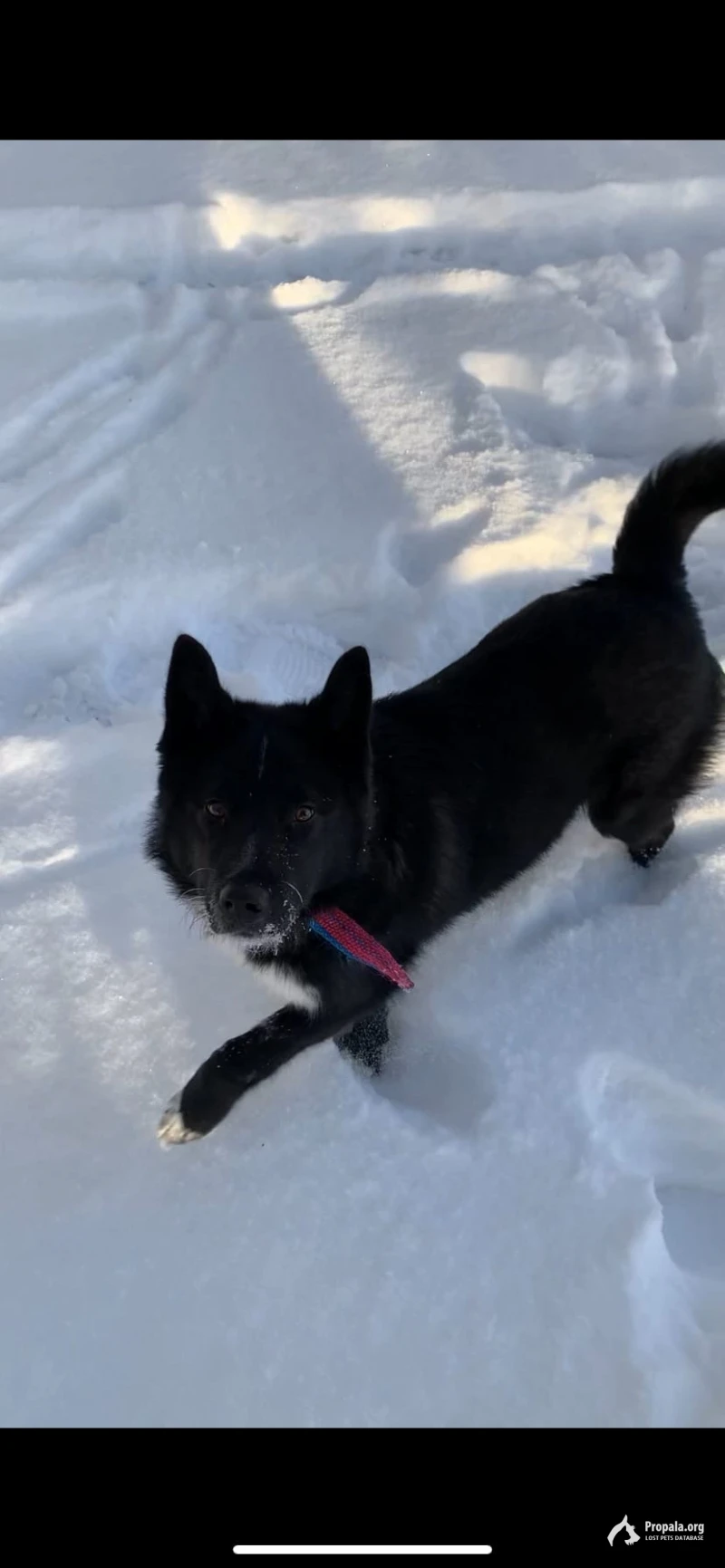 Пропала собака