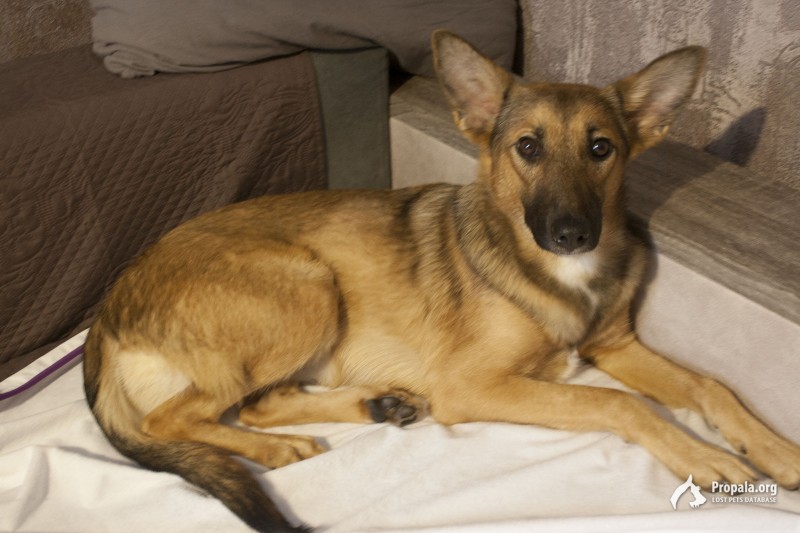 Пропала моя собака!