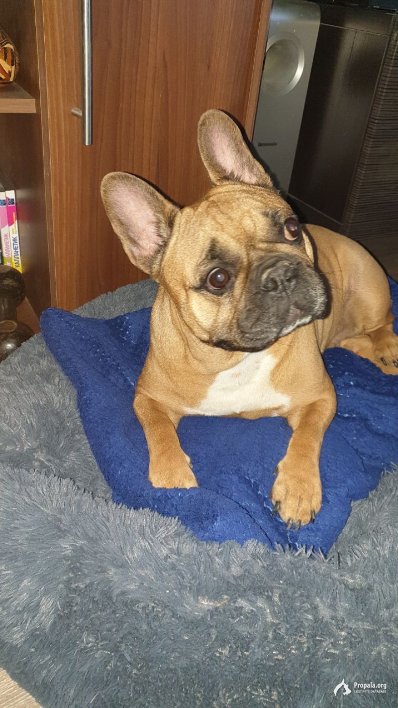 ПРОПАЛА СОБАКА!!!