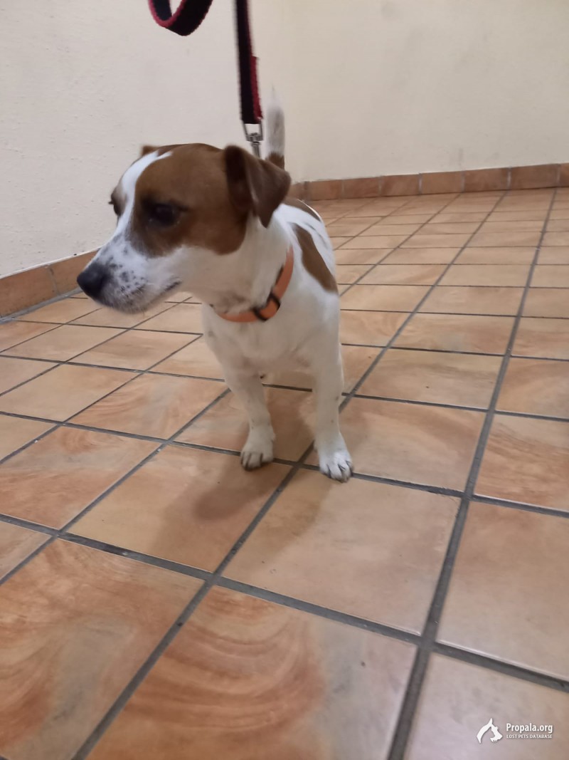 Найден Джек-Рассел