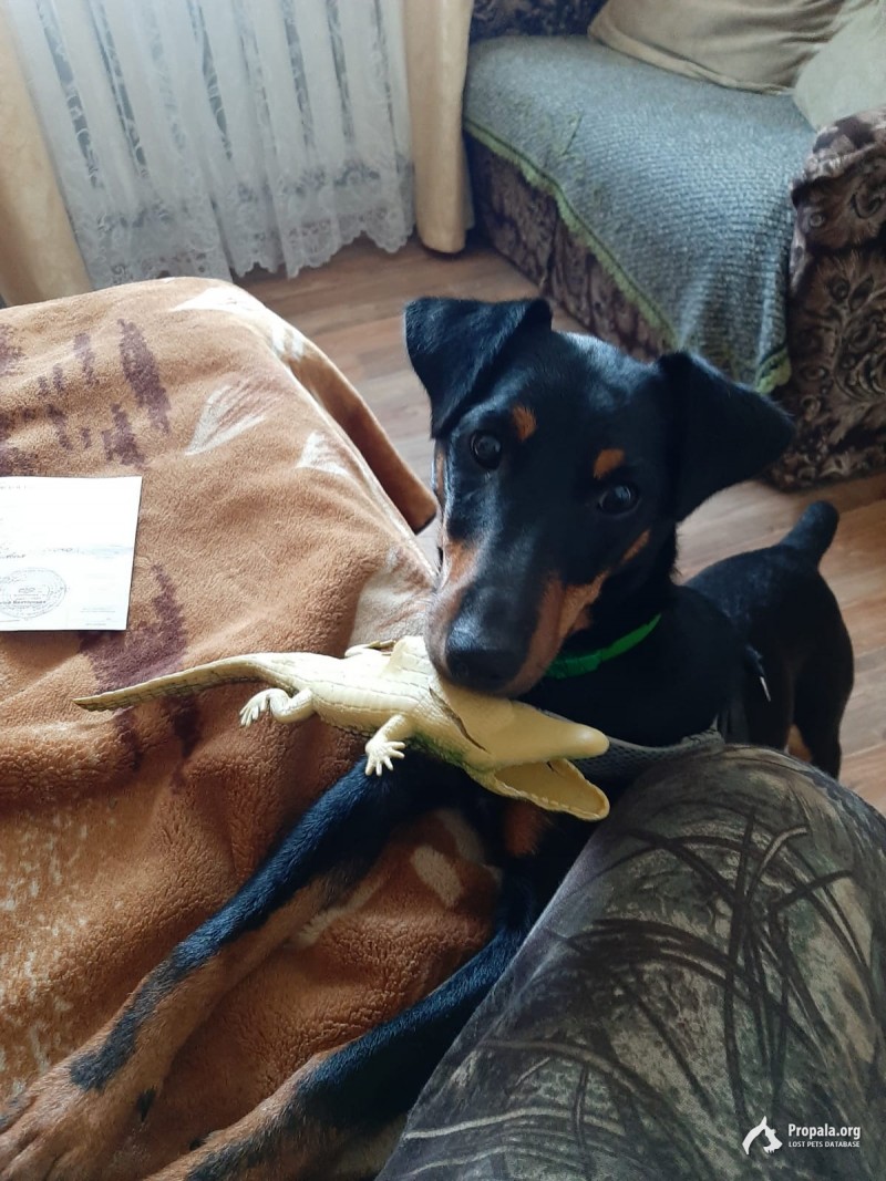 Пропала девочка ягдтерьер