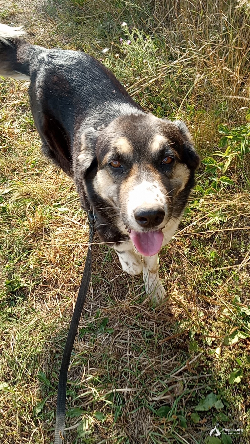 Пропала Собака