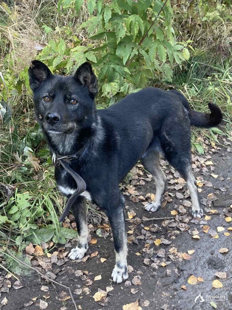 Красноярск. Между Караулкой и Рябинино найден пес