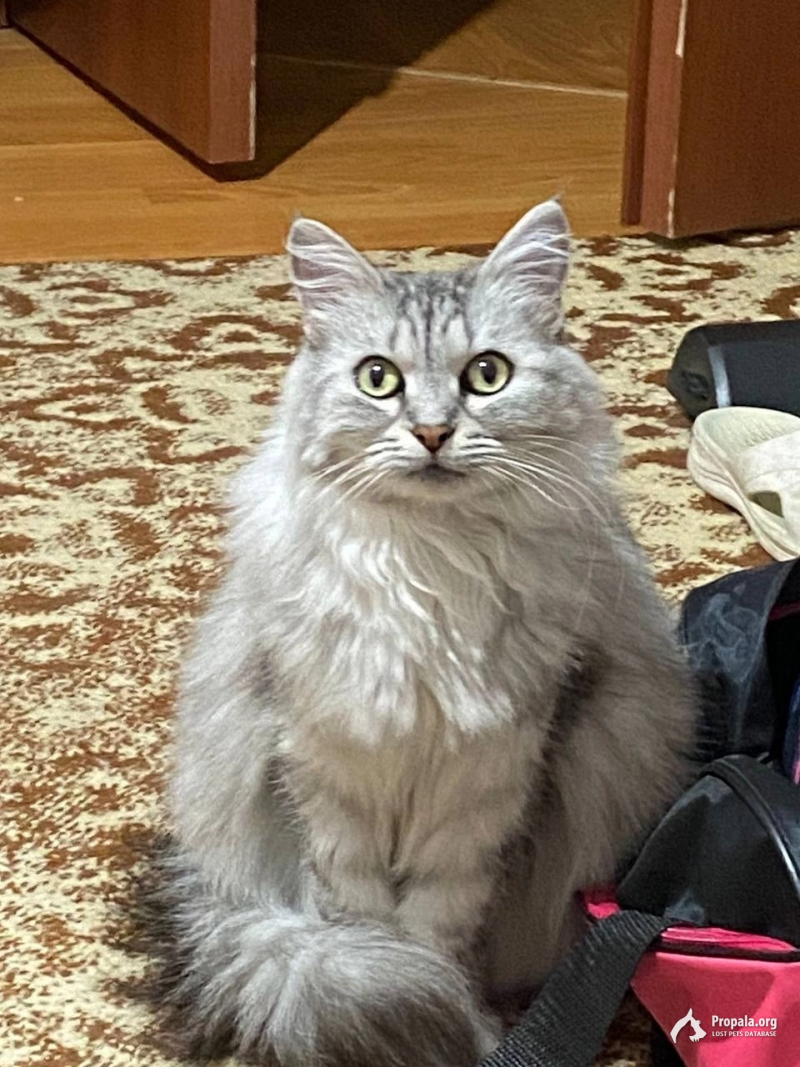 ‼️Пропала кошка‼️