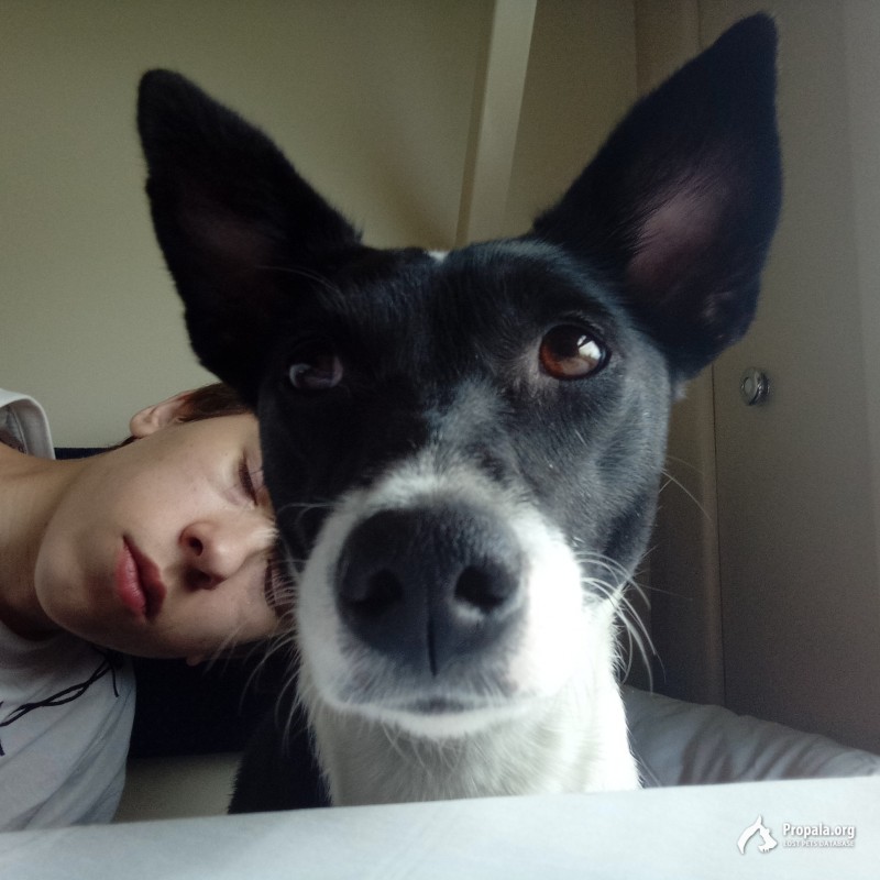 ПРОПАЛА СОБАКА В РАЙОНЕ ВОКЗАЛЬНОЙ УЛИЦЫ Г. ЧАЙКОВСКИЙ