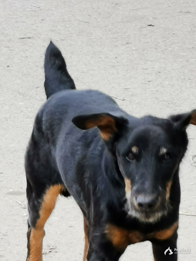 Ищем хозяина Ягдтерьера