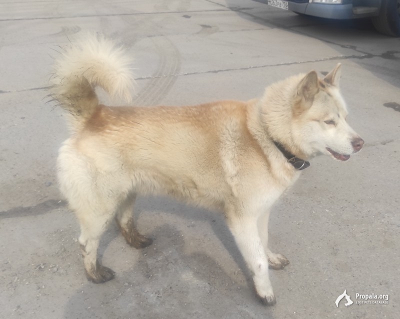 Найдена собака