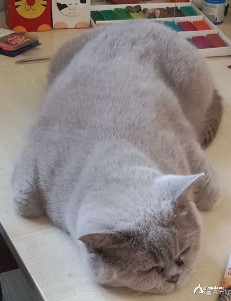 Найдена кошка.