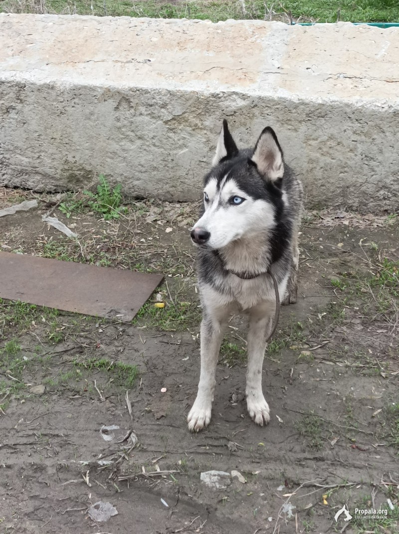 Потеряла Хаски девочка