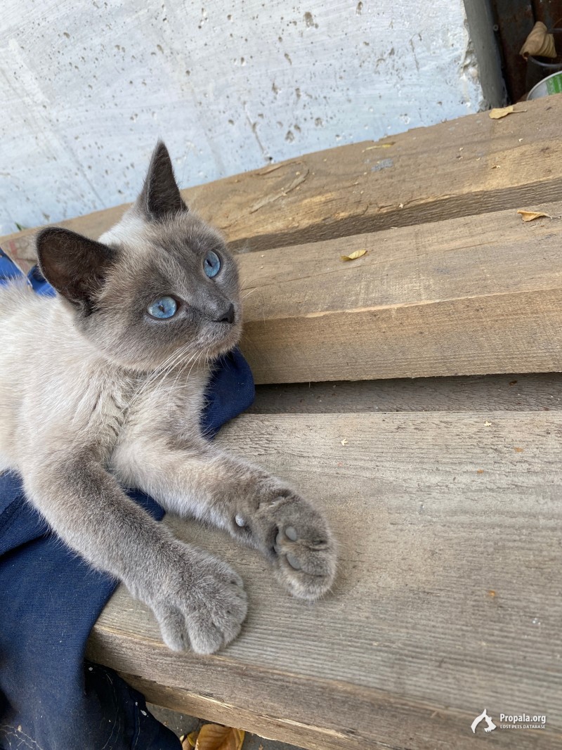 МОСКВА СЕЛИГЕРСКАЯ , найдена Сиамская кошка