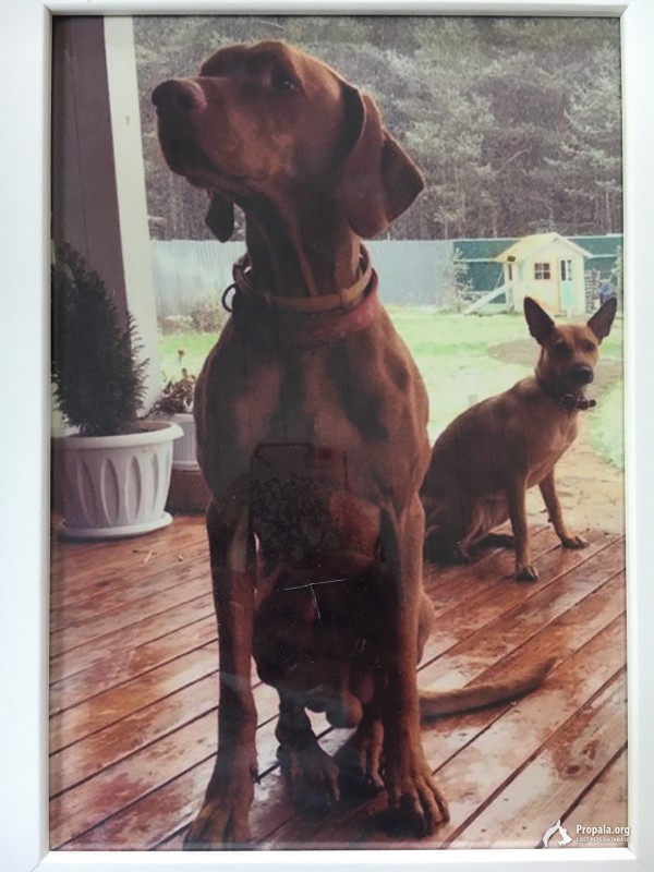 Пропали собаки