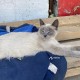 МОСКВА СЕЛИГЕРСКАЯ , найдена Сиамская  кошка 