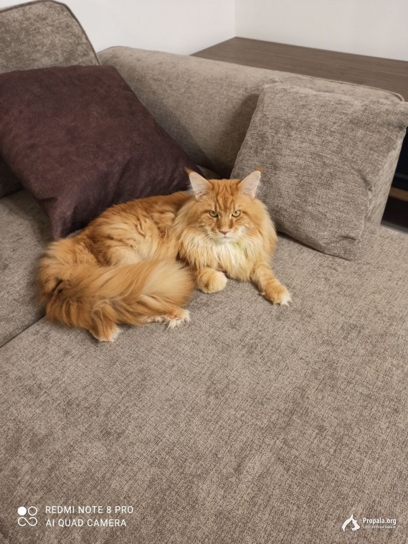 Пропал кот мейн-кун