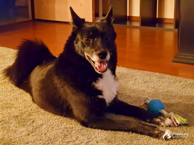 Пропала собака