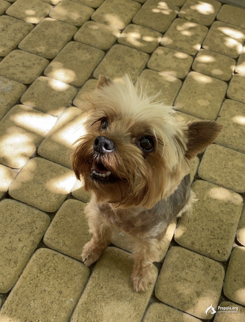 ПРОПАЛА СОБАКА ЙОРК КРАСНОДАР