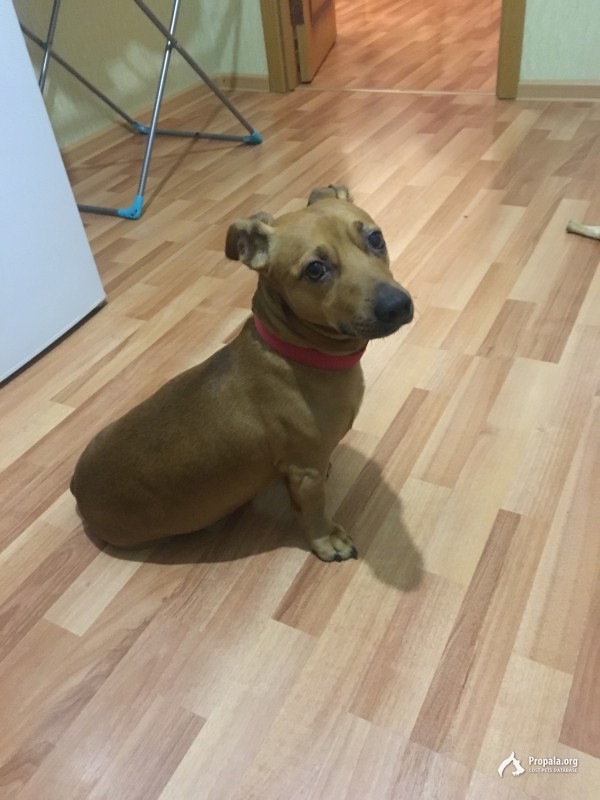 Найдена собака, рыжий мальчик