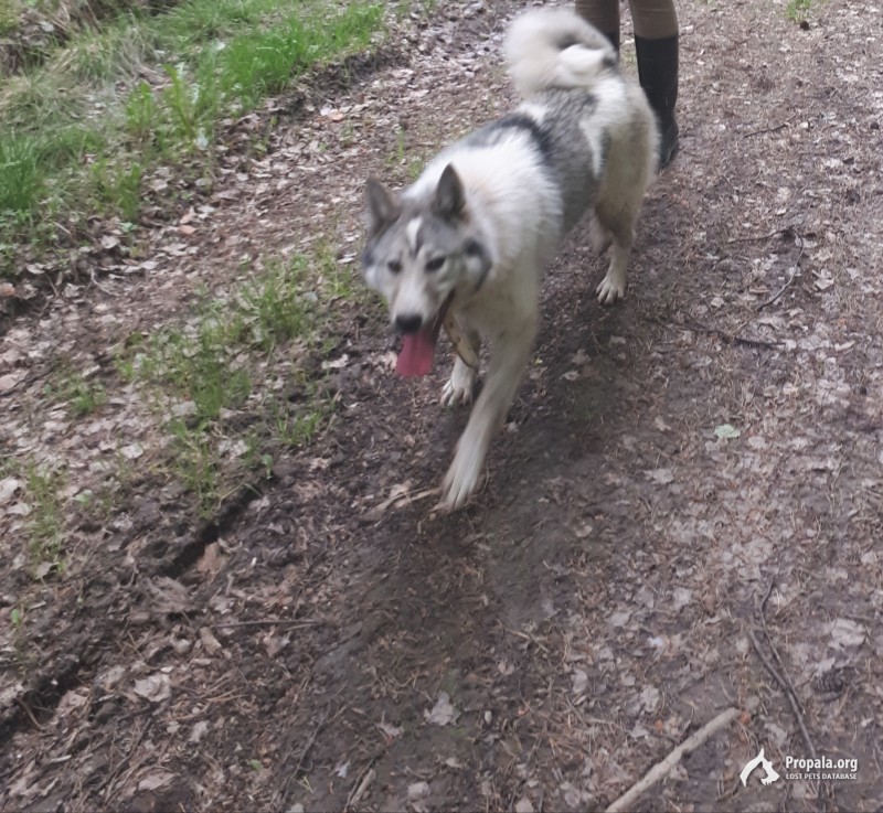 Пропала лайка девочка в дегтярске