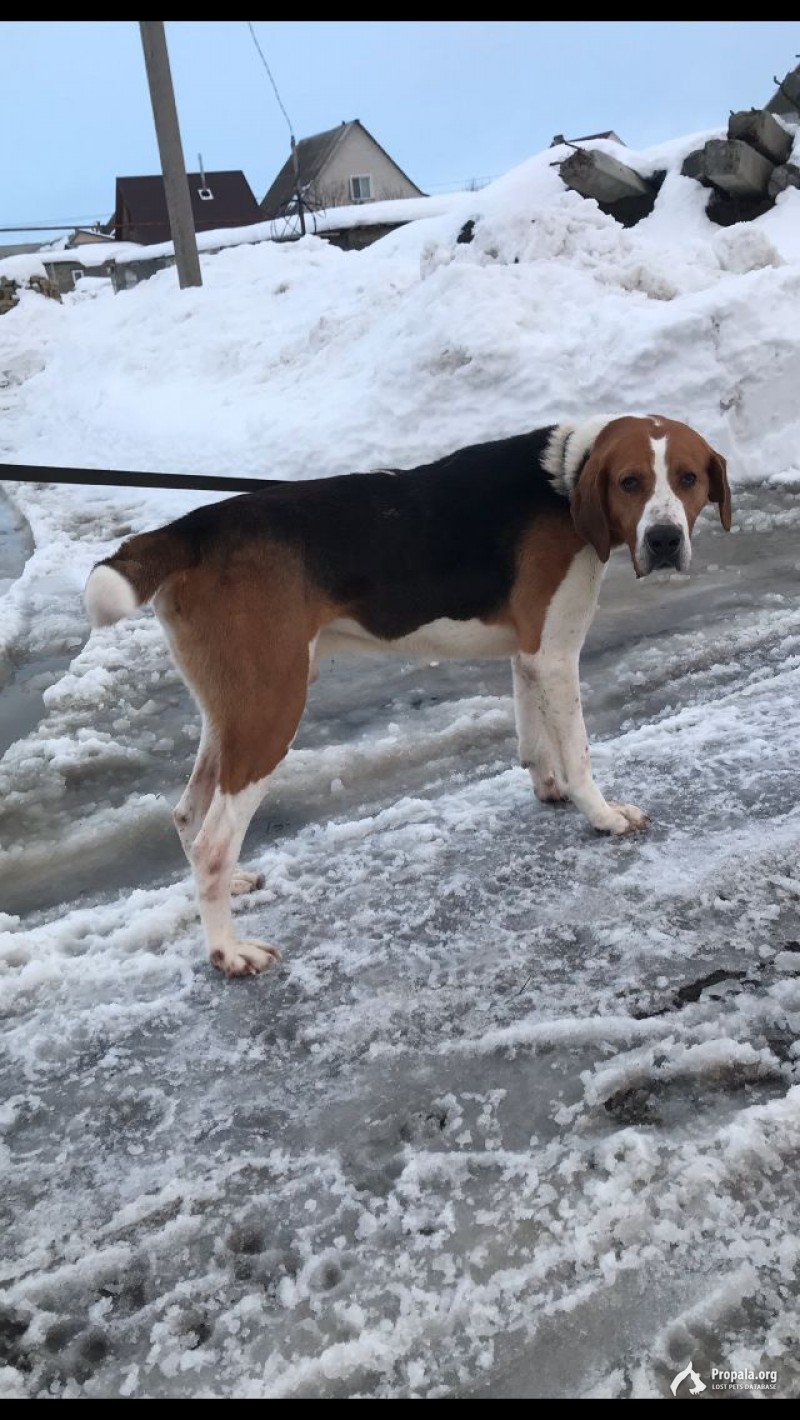 Потерялся ДРУГ!