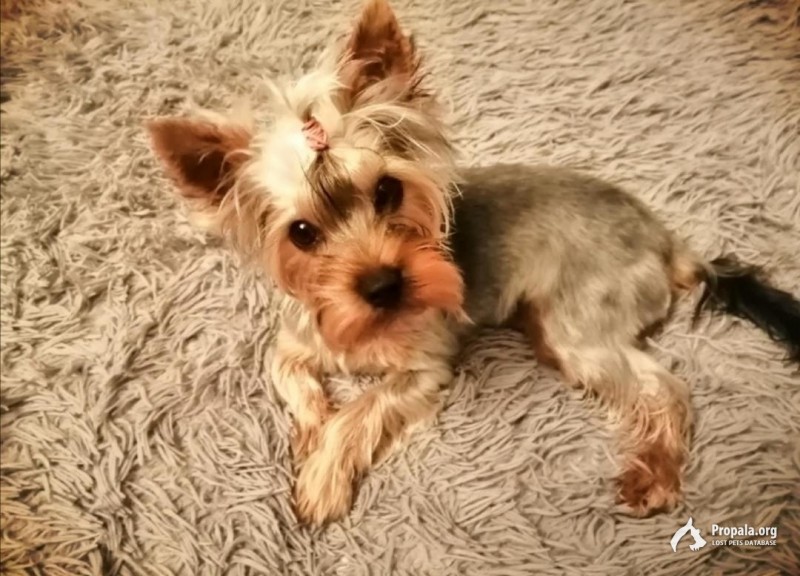 Пропал йоркширский терьер в ст. Анапской