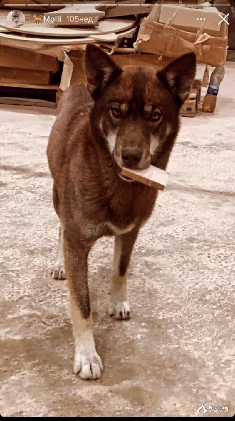 Пропала собака, Краснодар, ДНТ Знаменский, ул Трудовая