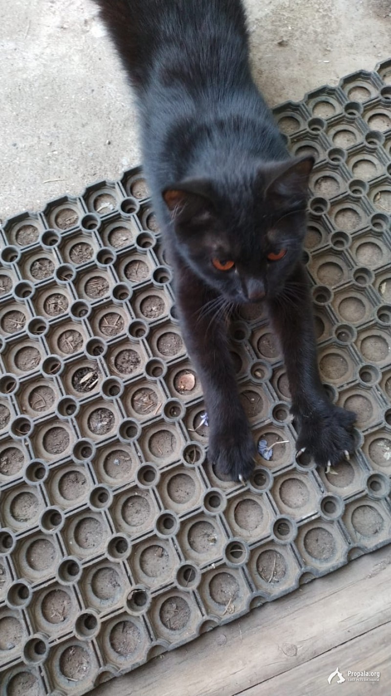 Черная кошка