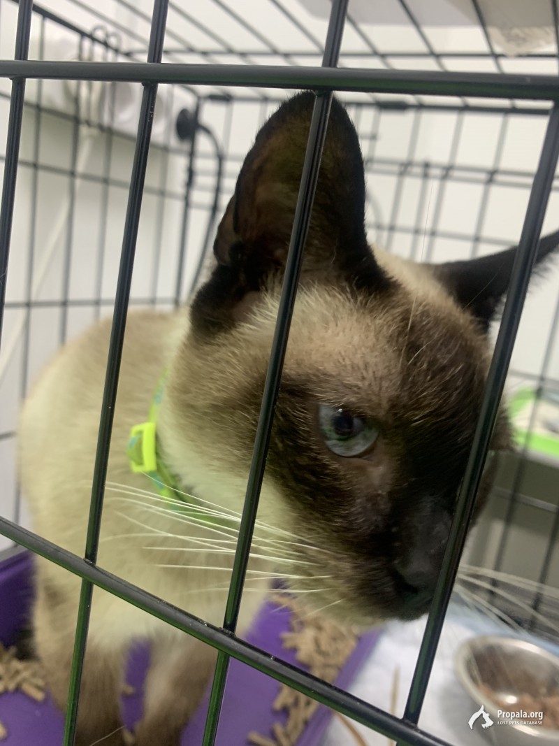 Мытищи, найдена Тайская кошка с ошейником 7 лет