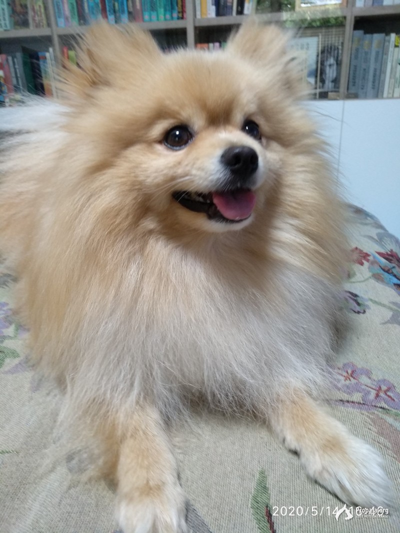 Пропала собака в районе ул. Малая Филевская