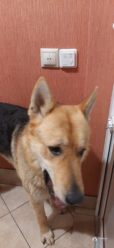 Найден кобель немецкой овчарки