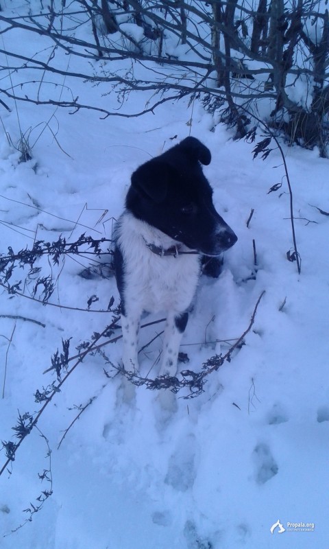 Черно-белый кобель потерялся