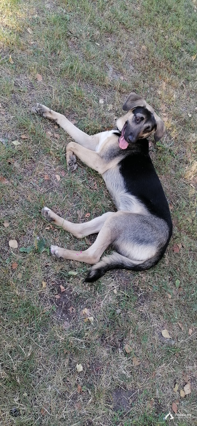 Найдена собака Казань!!